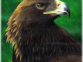 golden-eagle.jpg