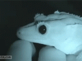 1409164804_crested_gecko_pupils_vs_light.gif