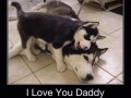 husky-love.jpg