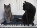 funny-pictures-cat-told-you-the-washing-machine-was-a-bad-idea1.jpg