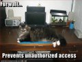 funny-pictures-furwall-prevents-unauthorized-access.jpg
