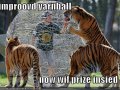 funny-pictures-improved-yarnball-has-a-prize-inside.jpg
