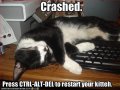 funny-pictures-press-control-alt-delete-to-restart-your-kitten.jpg