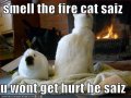 funny-pictures-rabbit-listened-to-cat-and-has-a-blackened-nose.jpg