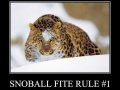 funny-pictures-rule-number-one-for-throwing-snowballs.jpg