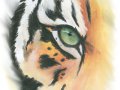 Tiger_Eye-_Watercolor_test.jpg