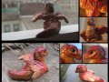 Feathered_Firespitter_collage_by_tallydragon.jpg