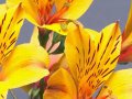 st-flpw001@alstroemeria.jpg