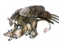 unknown-gryphon1.jpg