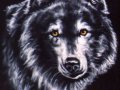 wildlifewolf3.jpg