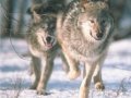 wolvesrunning.jpg