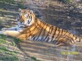 1238880105.tigerlover4_kostolna_4.4.09_061.jpg