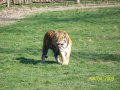 1238880363.tigerlover4_kostolna_4.4.09_074.jpg