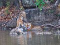 Brothers_in_the_water_by_00Tiger00.jpg