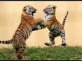 Dancing_Tiger_Cubs_by_Lordwuermchen.jpg