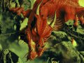 Fantasy-Dragon-32738.jpg