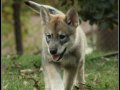 Persephone_the_Wolf_Dog_Puppy_by_greensh.jpg