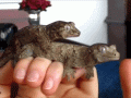 Reptilian_817625_5401963.gif