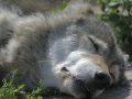 Sleeping_wolf_by_SSsilver.jpg