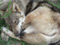 Sleepy_Puppy_by_Wolf_of_Samhain.jpg