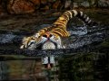 Tiger-Photography-Edge-of-Extinction-3.jpg