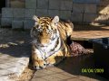 Tigress_7_by_Tigerlover4.jpg