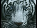 White_tiger_by_Dragarta.jpg