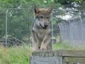 Wolf_Puppy_4_by_dabomb4097.jpg