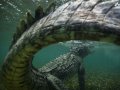 american-crocodile-caribbean-sea_82044_990x742.jpg