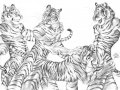 f3452_Trouble_With_Tigers.jpg