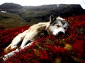 other-beautiful-animal-flowers-photography-wonderful-nice-nature-red-flower-cool-wolf-animals-awesome-just-beutiful-wallpaper-gallery.jpg