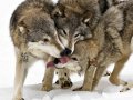 timber-wolves_30723_990x742.jpg