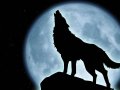 wolf-howling-silhouette-sitting.jpg