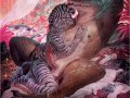 1731696025.bubblewolf_bubblewolf_for_colour_upload.jpg