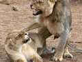 lions_mating_181.jpg